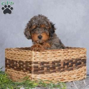 Rocky, Miniature Poodle Puppy